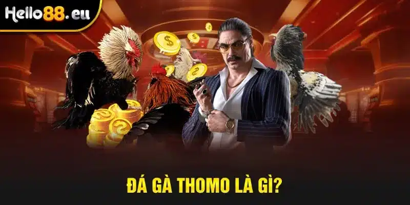 Đá gà Thomo là gì?