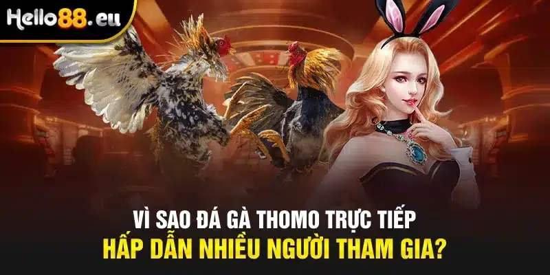 Vì sao đá gà Thomo trực tiếp hấp dẫn nhiều người tham gia?